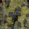 Bacidia incompta
